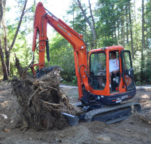 Tree Removal