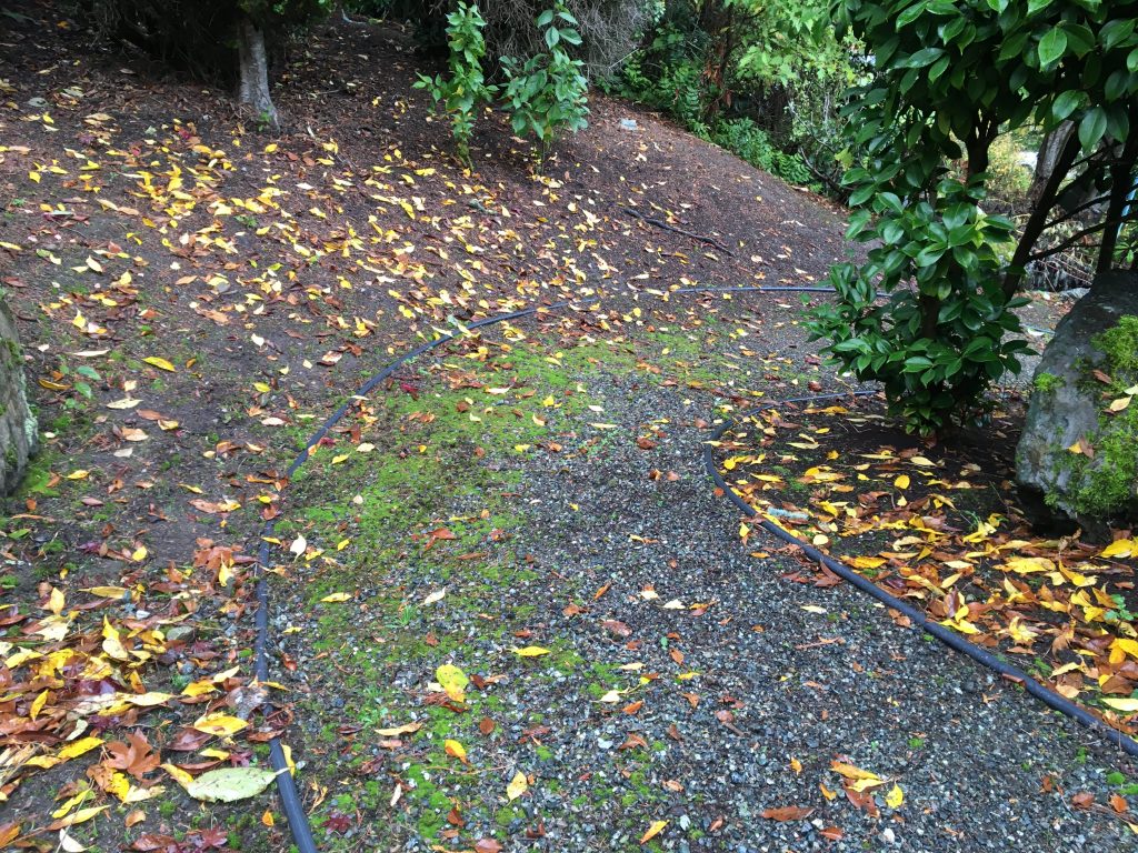 Gravel Pathway Weeds